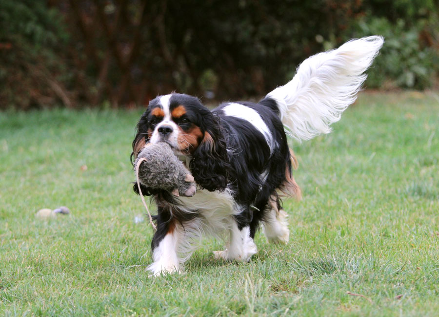 Cavalierdog Bluberry Cake (Berry)